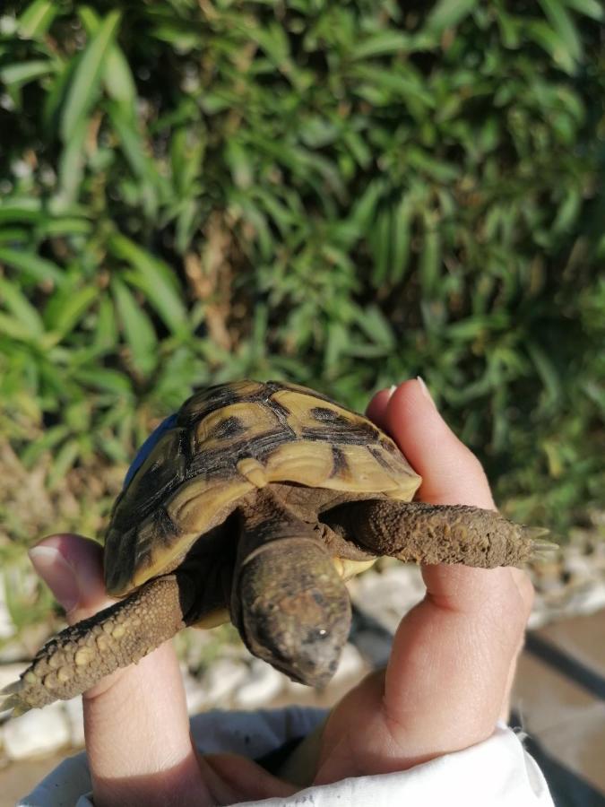 פסקיצ'י Agriturismo Valle Dei Gelsi מראה חיצוני תמונה