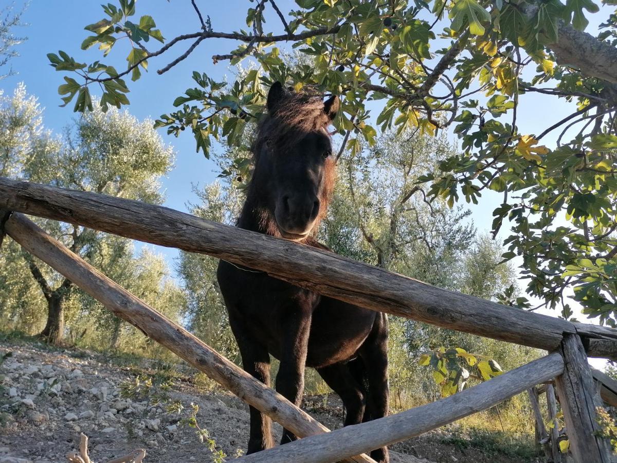 פסקיצ'י Agriturismo Valle Dei Gelsi מראה חיצוני תמונה