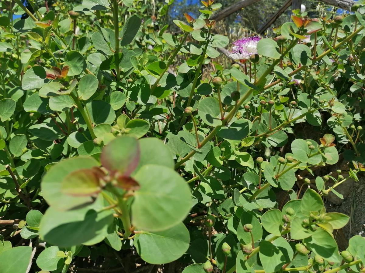 פסקיצ'י Agriturismo Valle Dei Gelsi מראה חיצוני תמונה